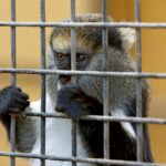 supreme-court-affirms-california's-law-against-animal-cruelty-in-pork-production