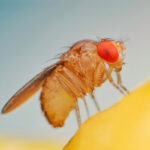Gene-Editing-Yields-First-Induced-Parthenogenesis-in-Fruit-Flies,-Researchers-Claim