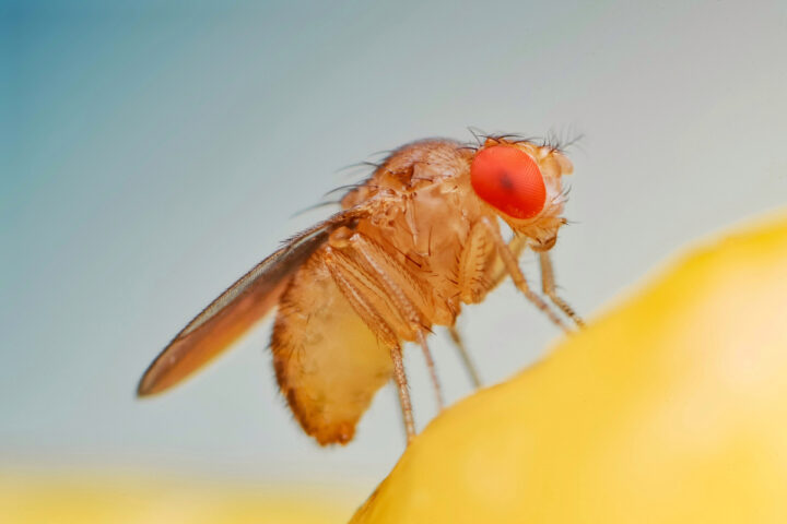 Gene-Editing-Yields-First-Induced-Parthenogenesis-in-Fruit-Flies,-Researchers-Claim