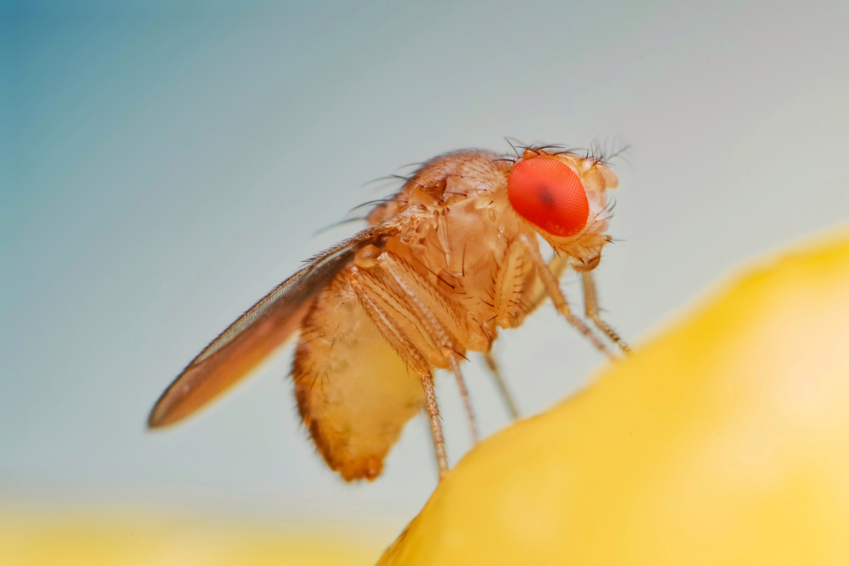 Gene-Editing-Yields-First-Induced-Parthenogenesis-in-Fruit-Flies,-Researchers-Claim
