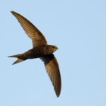 house-of-lords-discuss-mandatory-installation-of-swift-bricks-in-new-english-homes