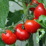 der-kuriose-fall-des-vermissten-tomaten-eines-raumbahnhofs-geheimnis-gelöst
