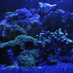 exploring-the-enigmatic-depths-of-the-galápagos-ocean-floor-with-cutting-edge-technology