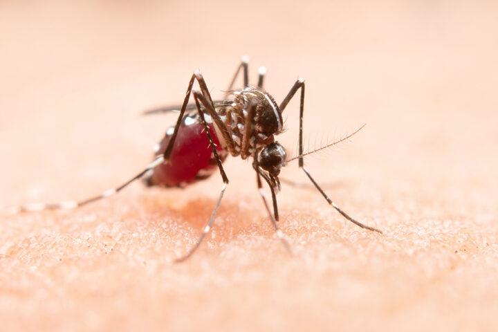 innovativer-test-unterscheidet-zika-vom-dengue